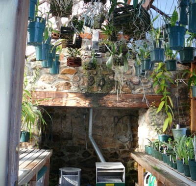 Attached Greenhouse interior with orchids
