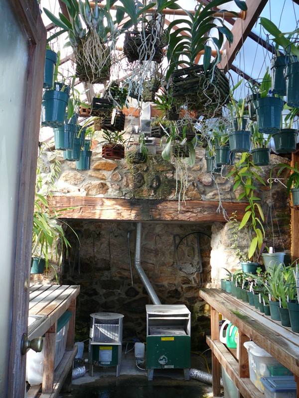 Attached Greenhouse interior with orchids