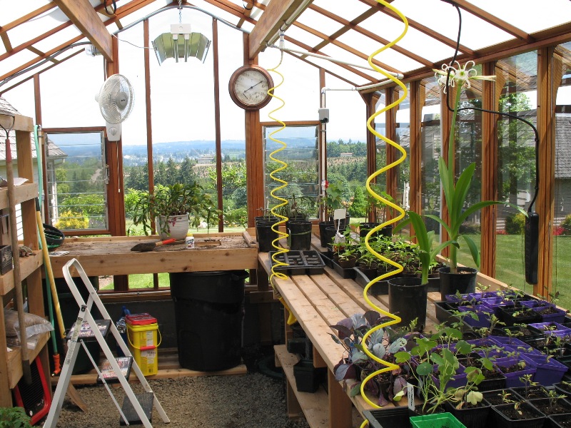 Interior of tall redwood & glass greenhouse
