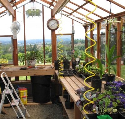 Interior of tall redwood & glass greenhouse