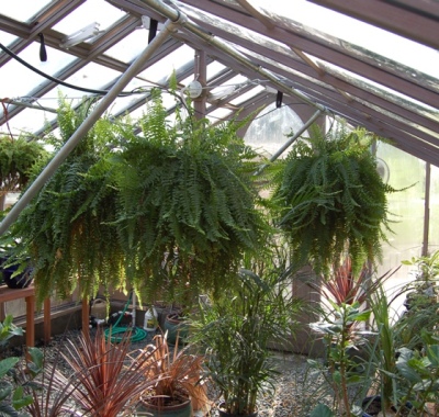 Interior of the large greenhouse