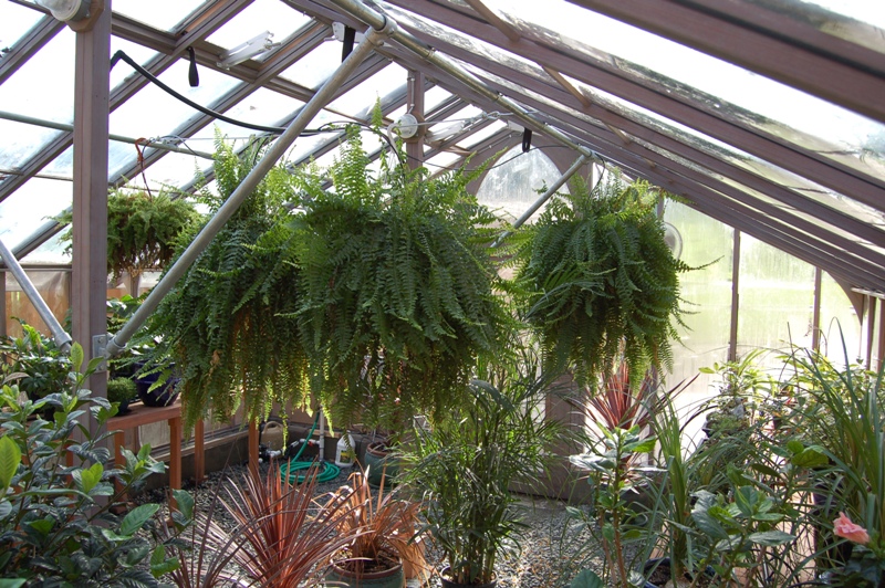 Interior of the large greenhouse