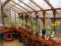 Tall redwood and glass greenhouse with orchids