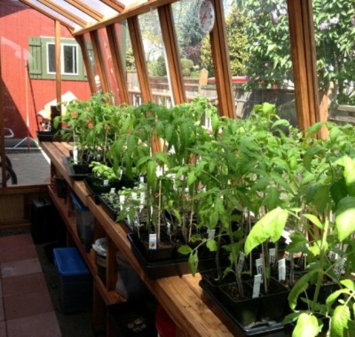 Interior of 8x11 Solite greenhouse with tomatoes
