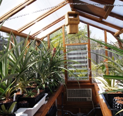 Interior of Solite 8x 11 freestanding greenhouse used for growing pineapples in California