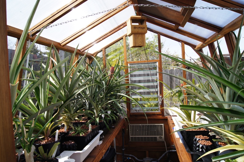 Interior of Solite 8x 11 freestanding greenhouse used for growing pineapples in California