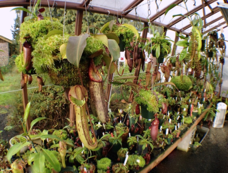 Interior of redwood greenhouse with carnivorous plants