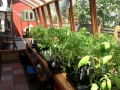 Interior of 8x11 Solite greenhouse with tomatoes