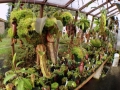 Interior of redwood greenhouse with carnivorous plants