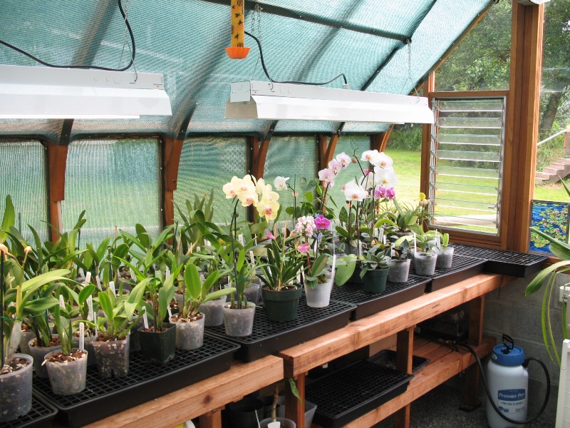 Tudor greenhouse interior with orchids
