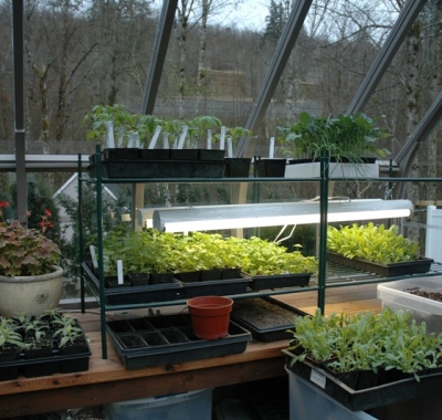 Greenhouse shelving in custom greenhouse