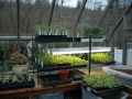 Greenhouse shelving in custom greenhouse