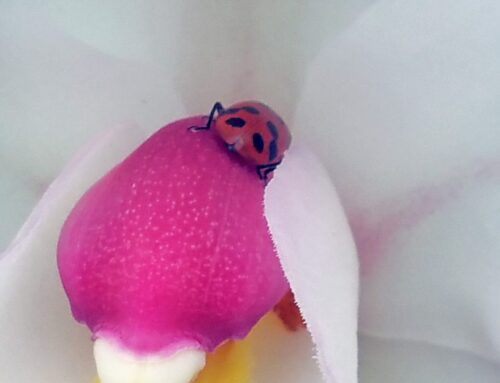 Ladybugs and Orchids – Good Bugs and Blooms