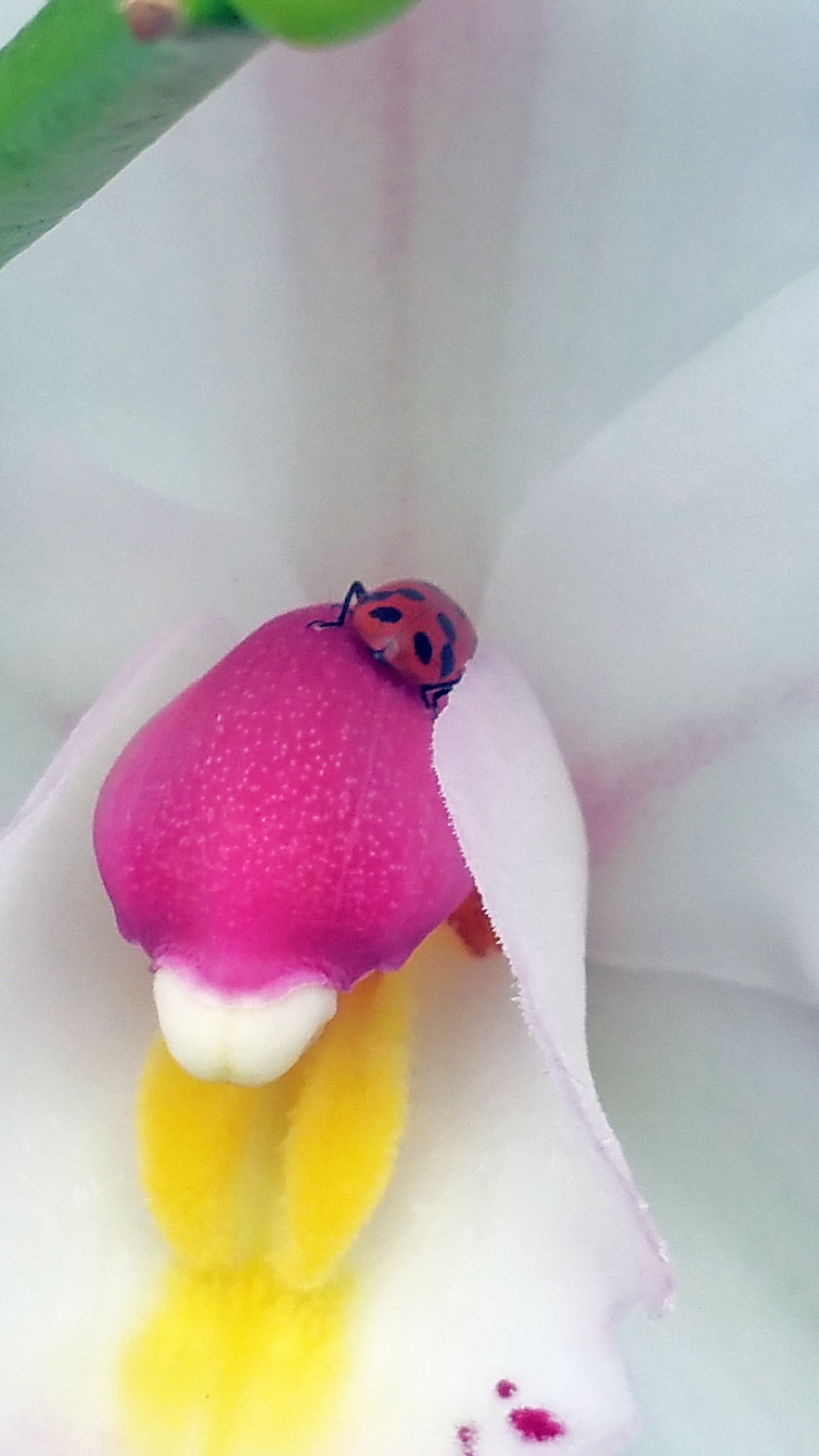 good night image orchids ladybugs