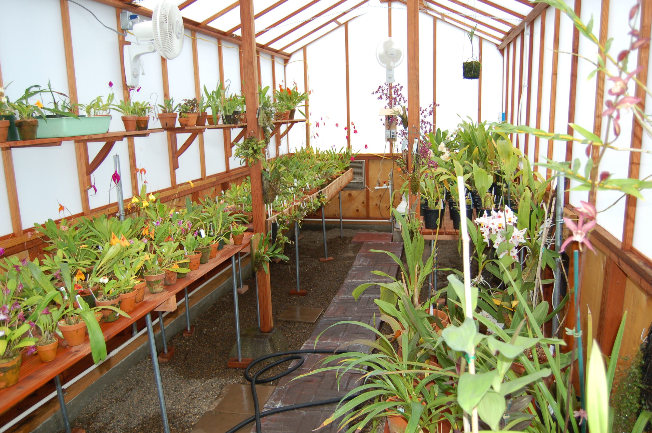 Orchid Greenhouse Sturdi-Built