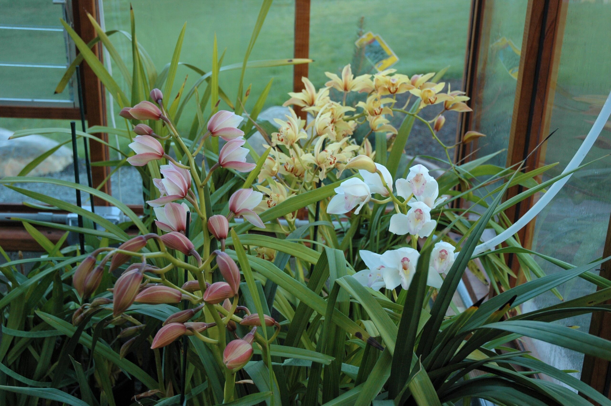 Orchids — Stanley's Greenhouse