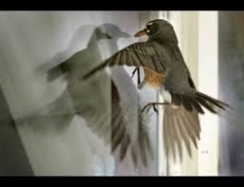 Bird Collisions and Greenhouse Glass