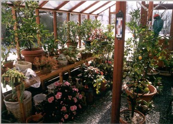 Health Benefits of Greenhouse Gardening