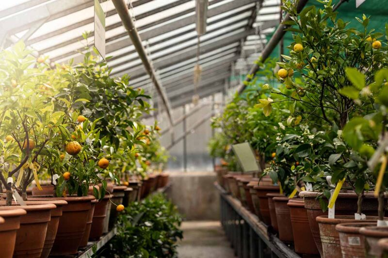 Growing Citrus in a Greenhouse
