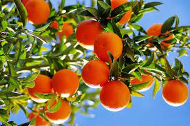 Growing Citrus in a Greenhouse